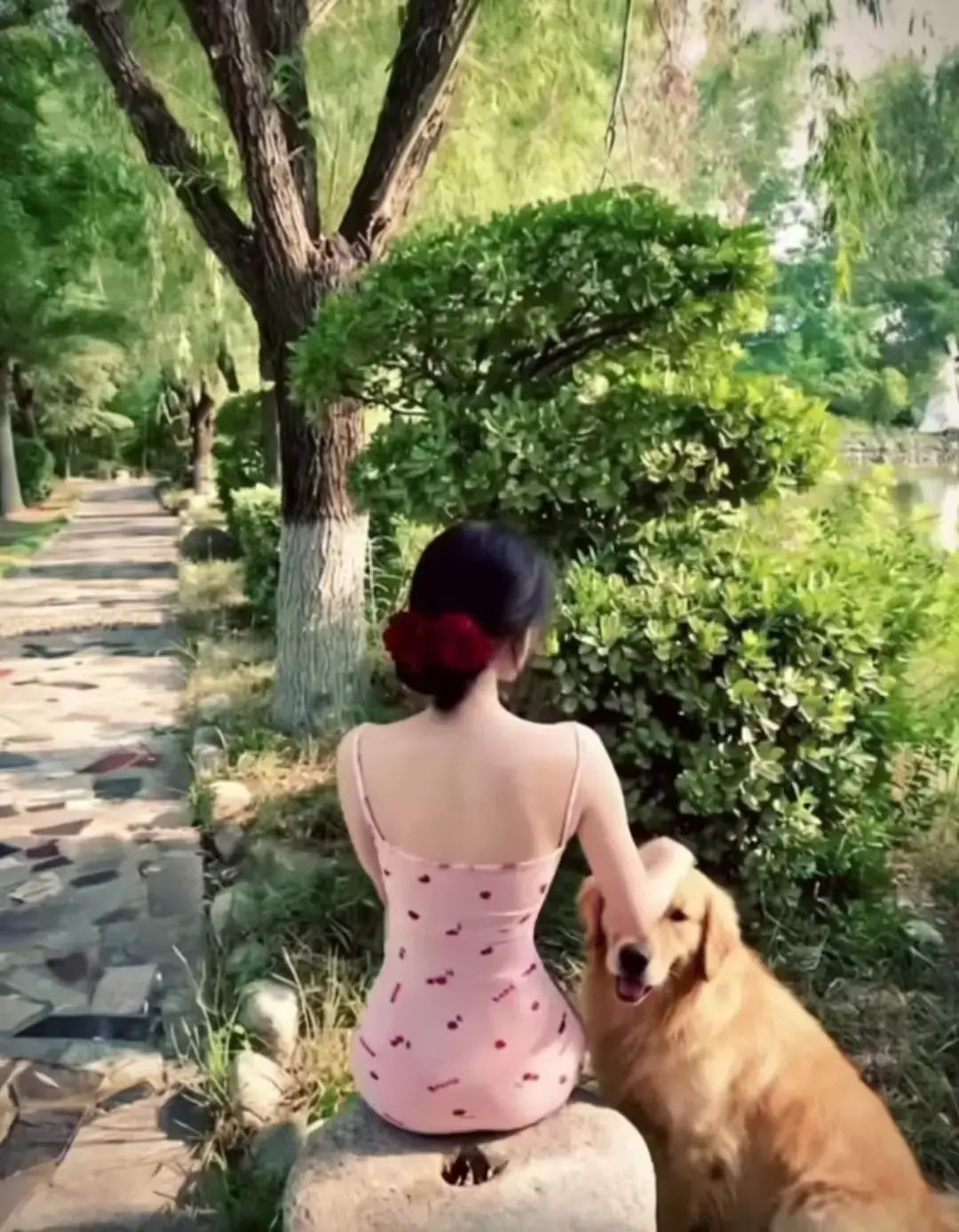 《香香公主与金毛爱犬高能瞬间》三集全高清无广告播放-完整版限时观看-金毛爱犬暖心瞬间诠释最真情感