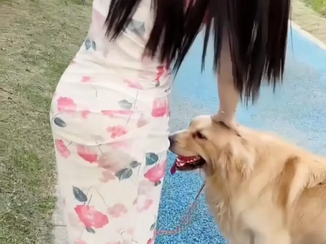 《抖音香香公主与爱犬金毛》完整版在线免费观看-科普视频香香公主与爱犬金毛直播回放网盘资源免费领取-高清全集无广告播放